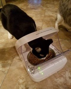 Microchip cat feeding fashion bowl